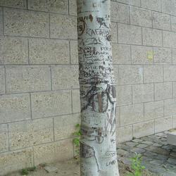 Auteurs inconnus. Paris, 2004.