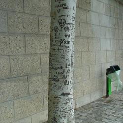 Auteurs inconnus. Paris, 2004.