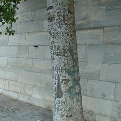 Auteurs inconnus. Paris, 2004.