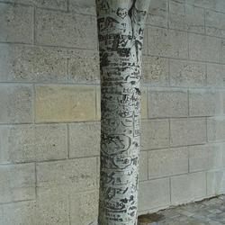Auteurs inconnus. Paris, 2004.