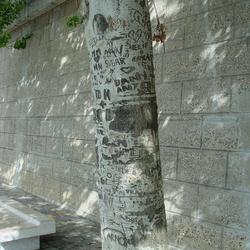 Auteurs inconnus. Paris, 2004.