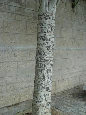 Auteurs inconnus. Paris, 2004.